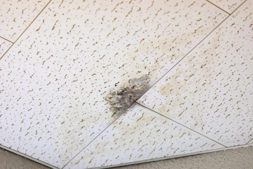 症状：天井や壁が雨漏りしている